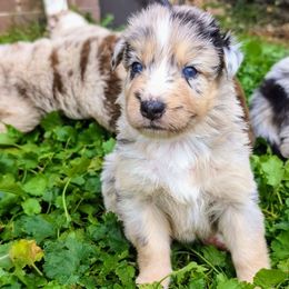 Eevee Girl 2 - Blue merle Australian Shepherd puppy in South Hill, Virginia from Silverside Aussies LLC