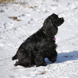 Rory - Cocker Spaniel