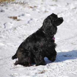 Rory - Cocker Spaniel