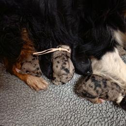 Filly - Blue merle female Miniature Australian Shepherd puppy in Lithia, Florida from Waterford Doodle Farm