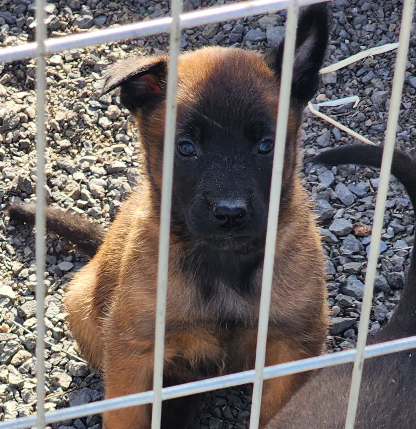 Belgian Malinois Puppies from Keith's Belgian Malinois