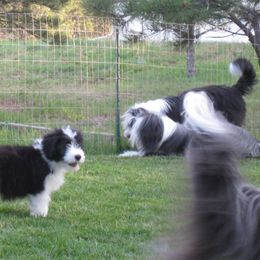 Bearded Collie Puppies from Ragtyme