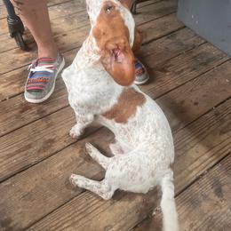 Vienna - Dachshund