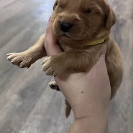 Boy 4 - Dark golden male Golden Retriever puppy in Pekin, Illinois from Solari Kennels
