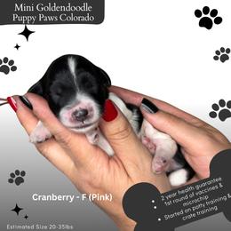 Cranberry - Parti female Goldendoodle puppy in Fort Lupton, Colorado from Puppy Paws Colorado