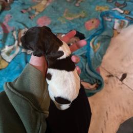Boy 4 - Liver roan male German Shorthaired Pointer puppy in Greenwood, New York from Fur and Feather Kennels