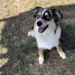 Winter (Winnie) - Blue merle female Toy Australian Shepherd puppy in Raymore, Missouri from Kagarice Family