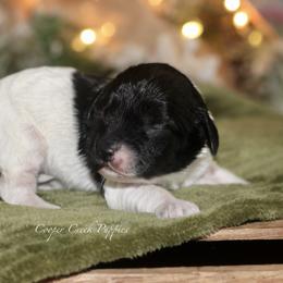 Girl 1 - female Cockapoo puppy in Lowry City, Missouri from Cooper Creek Puppies