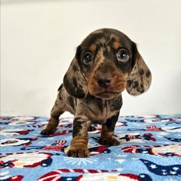 Chocolate and tan dapple male - Dapple male Dachshund puppy in Belle Rive, Illinois from Akin's Miniature Dachshunds, LLC