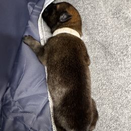 Girl 1 - Belgian Malinois puppy from Maricopa Malinois