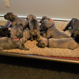 Cane Corso Puppies from Knights Watch Cane Corso