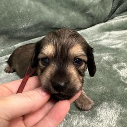 Fred - Cream male Dachshund puppy in Memphis, Tennessee from River City Doxies