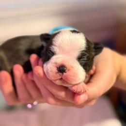 Sky - Brindle and white male Boston Terrier puppy in Hialeah, Florida from K&N Boston Paws