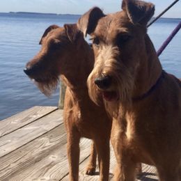 Irish Terriers from James' Irish Terriers