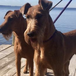 Irish Terriers from James' Irish Terriers