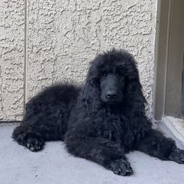 Poodle Puppies from Honeycutt Akc Standard Poodles
