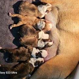 Boston Terriers from Emerald Moon Bostons