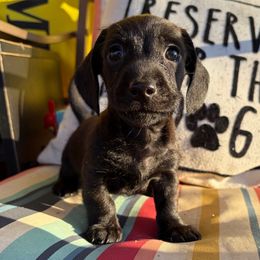 Piggie - Black male Dachshund puppy in Cleveland, Georgia from Captain Kirk’s Wiener Fleet