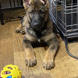 German Shepherd and Miniature American Shepherd Puppies from Von Südwest German Shepherds and Mini American Shepherds