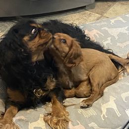 Cavalier King Charles Spaniels and Companion Crosses from Bluffroads Cavaliers and Chiliers