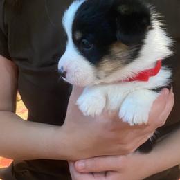 Amy - Black and tan female Pembroke Welsh Corgi puppy in New Richmond, Wisconsin from 10 Mile Creek Farms