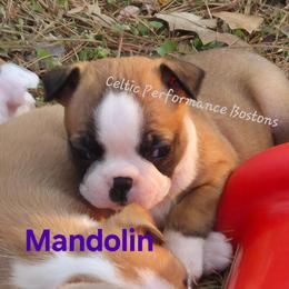 Girl 1 - Red female Boston Terrier puppy in Griffin, Georgia from Celtic Kennel Bostons