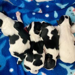 Biewer Terrier Puppies from Petit Bijou