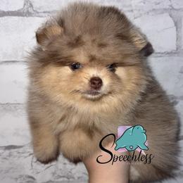 Storm - Chocolate merle female Pomeranian puppy in Perry County, Ohio from Speechless Pom’s