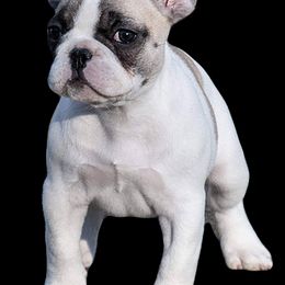 French Bulldogs from Marvelbull