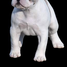 French Bulldogs from Marvelbull