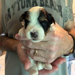 Jerry - Black tan and white male Biewer Terrier puppy in Osteen, Florida from Moonshadow Biewer Terriers