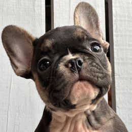 Basset Hounds and French Bulldogs from Melissa’s Adorable Bassets and Frenchies