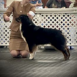 Australian Shepherd Puppies from Lk Michigan BIS Champion Aussies