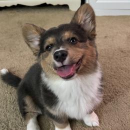 American Corgi and Pembroke Welsh Corgi Puppies from Flying K Corgis