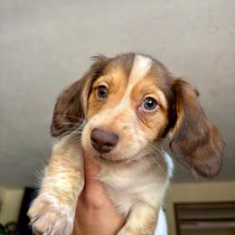Willie - Piebald male Dachshund puppy in Stilwell, Oklahoma from Rustic Tails