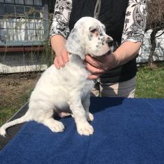 English Setter Puppies from BIRDHAVEN