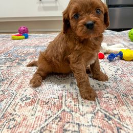 Liberty - Red female Cavapoo puppy in Beresford, South Dakota from DAKOTA DOOD RANCH
