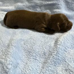 Eva - Chocolate female Dachshund puppy in Celina, Texas from Oak Bridge Farm
