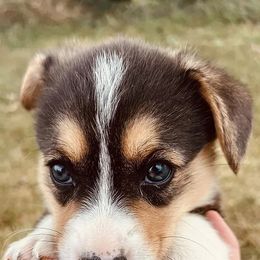 Pembroke Welsh Corgis from Cedar River Corgis