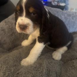 Blue - Liver white and tan male English Springer Spaniel puppy in Griswold, Connecticut from Lassale Springers