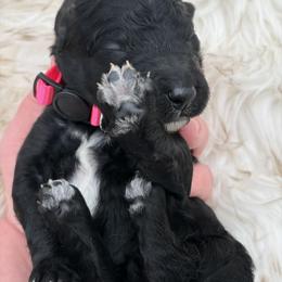 Poodle Puppies from Wild Suns Farm