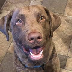 Chesapeake Bay Retrievers from Mystic Oaks Chesapeakes