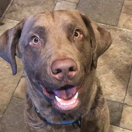 Chesapeake Bay Retrievers from Mystic Oaks Chesapeakes