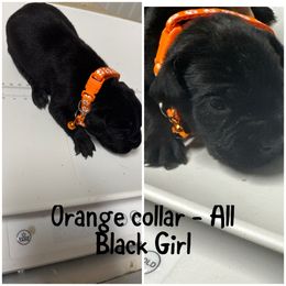 Orange Collar - Black female Cane Corso puppy in Laplace, Louisiana from BFM Cane Corso’s
