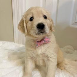 Ray - Light golden female Golden Retriever puppy in Seville, Ohio from Retriever Ranch