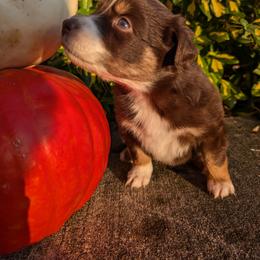 Australian Shepherd Puppies from Blosenski Aussies