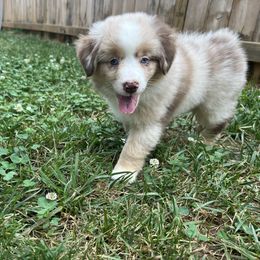 Sun, Sunny - Red merle female Miniature American Shepherd puppy in Clarksville, Tennessee from Jennifer Shaneberger