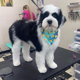 Goldendoodle, Poodle, and Sheepadoodle All Grown Up from Brewer's Goldendoodles & Sheepadoodles