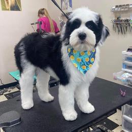 Goldendoodle, Poodle, and Sheepadoodle All Grown Up from Brewer's Goldendoodles & Sheepadoodles