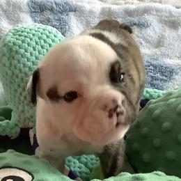 Boy 3 - Red brindle and white male Bulldog puppy in Tierra Verde, Florida from Destiny Kennel